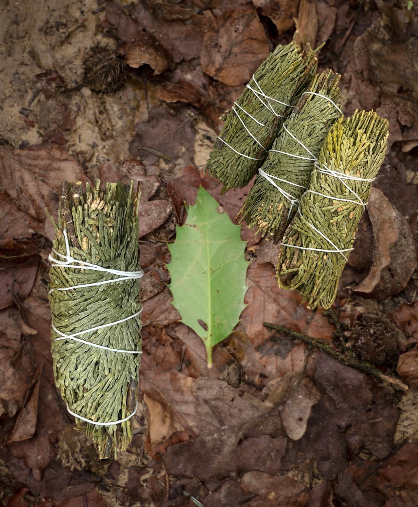 Cedar Sage: Therapeutic Benefiits